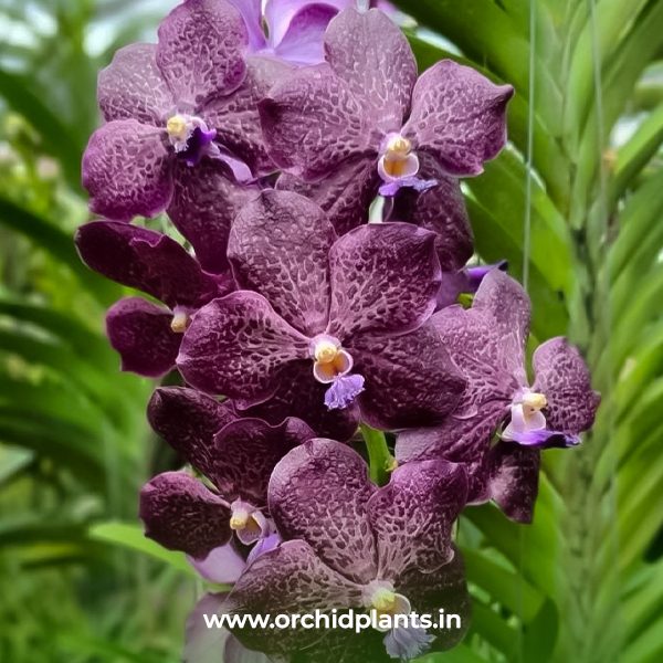 V_Corneels Cilliers_Flower