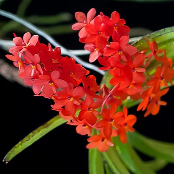 V_Curvifolium_Red_Flower