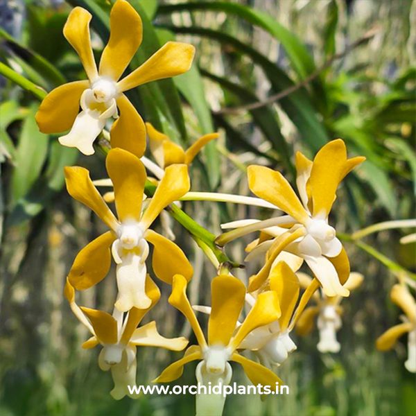 V_Deninsonianax fulcata _Flower