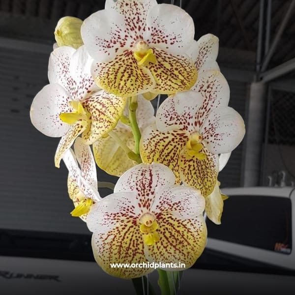 V_Edwin_Alberto_Flower