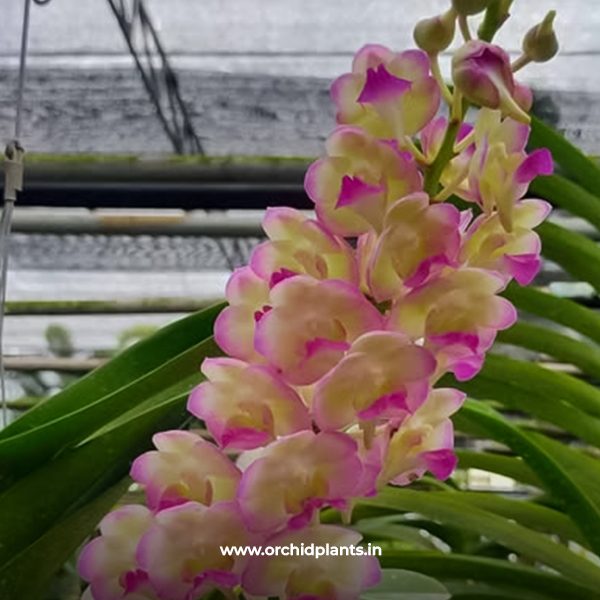 V_Nongkae starlight_Flower