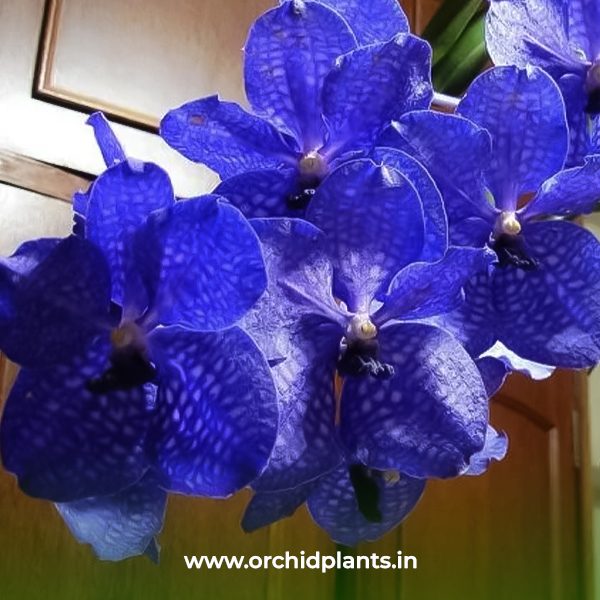 V_Pachara blue _Flower