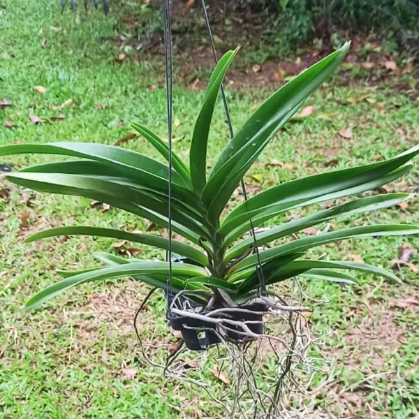 V_Plant