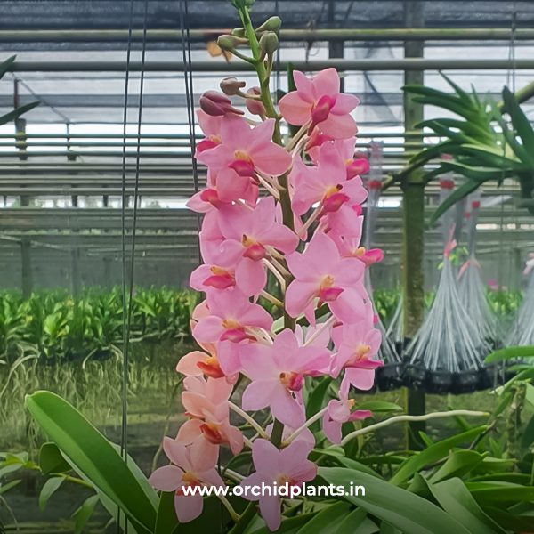 V_Prachit Gold X Rhy.Gigantea