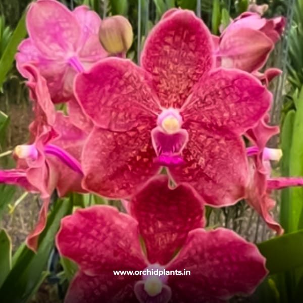 V_Suwannaphum_Flower