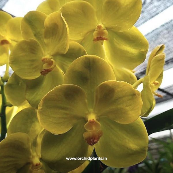 Tanchai x Rasri gold