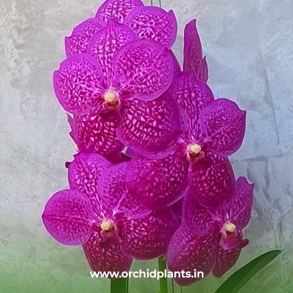 V_Tung Tung Diamond_Flower