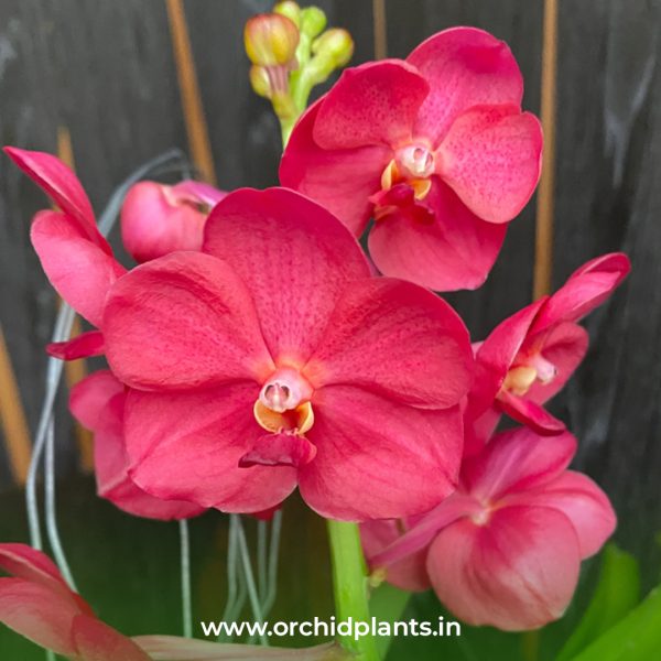 Udom chai beauty