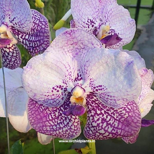 vanda53