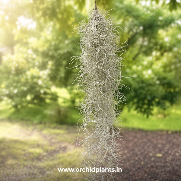 spanish moss2